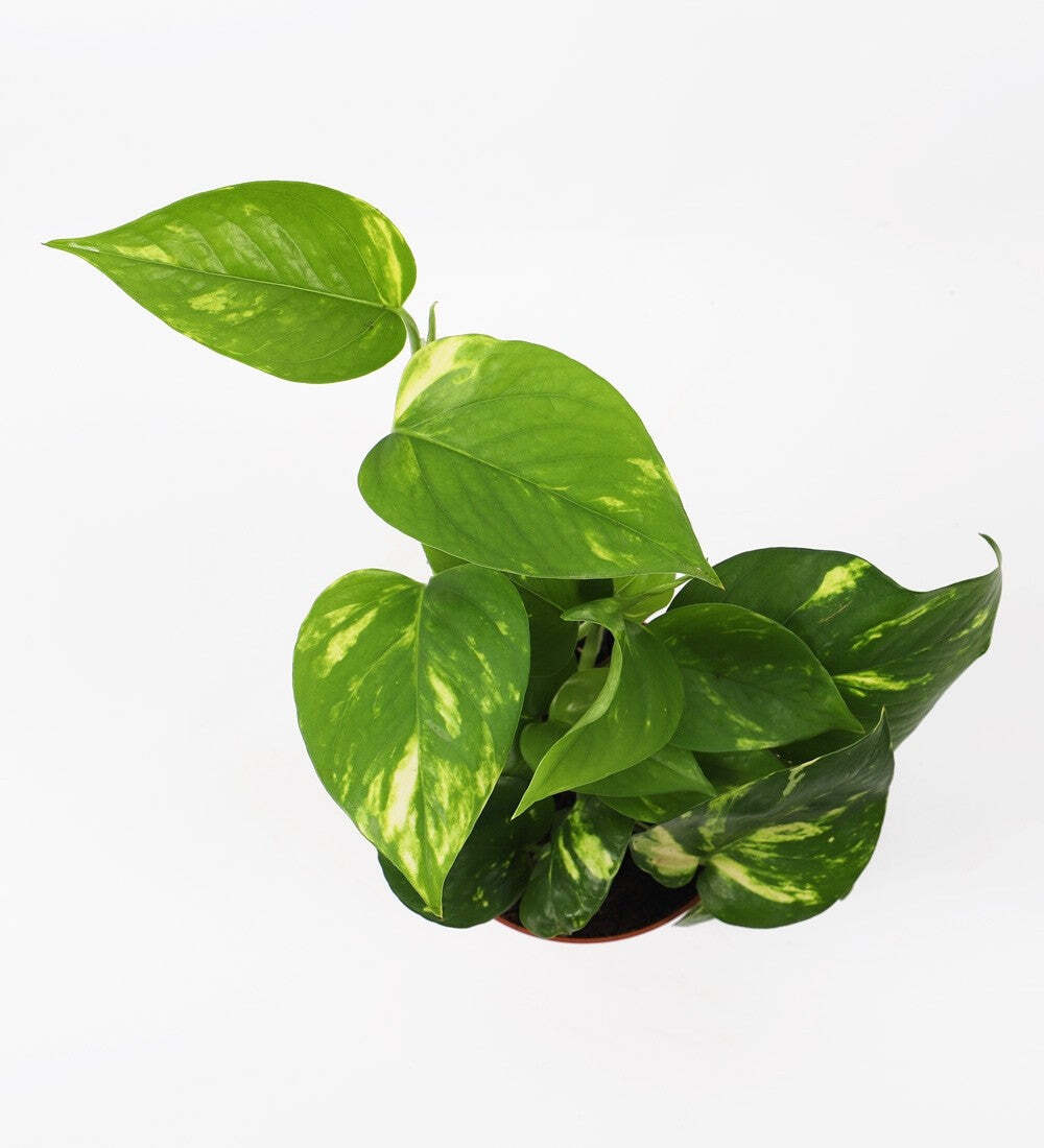 Devil's Ivy & Pot