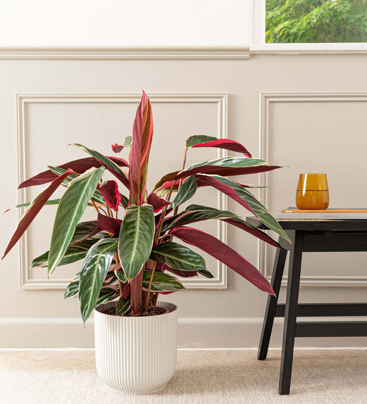 Calathea Stromanthe Triostar