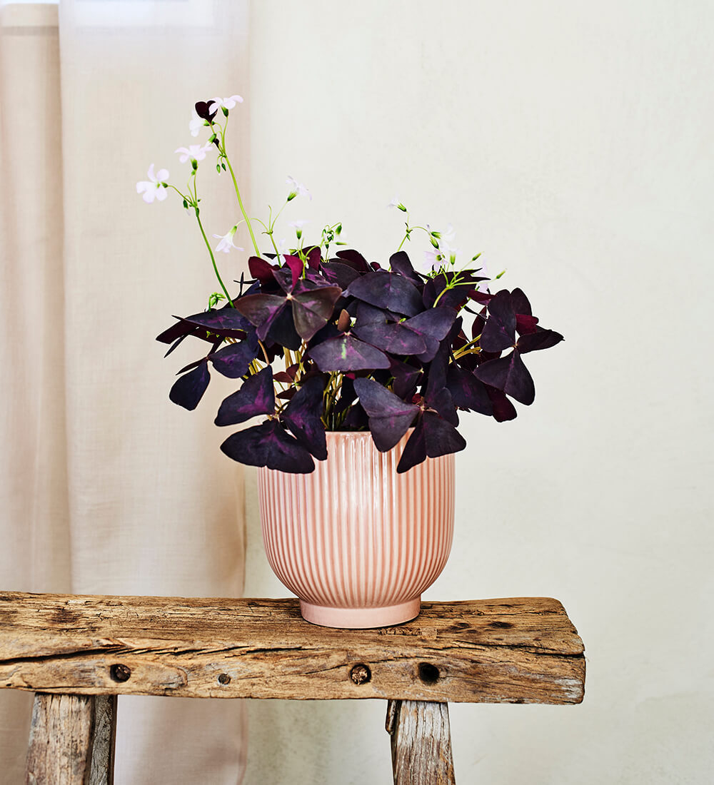 Oxalis & Ceramic Pot
