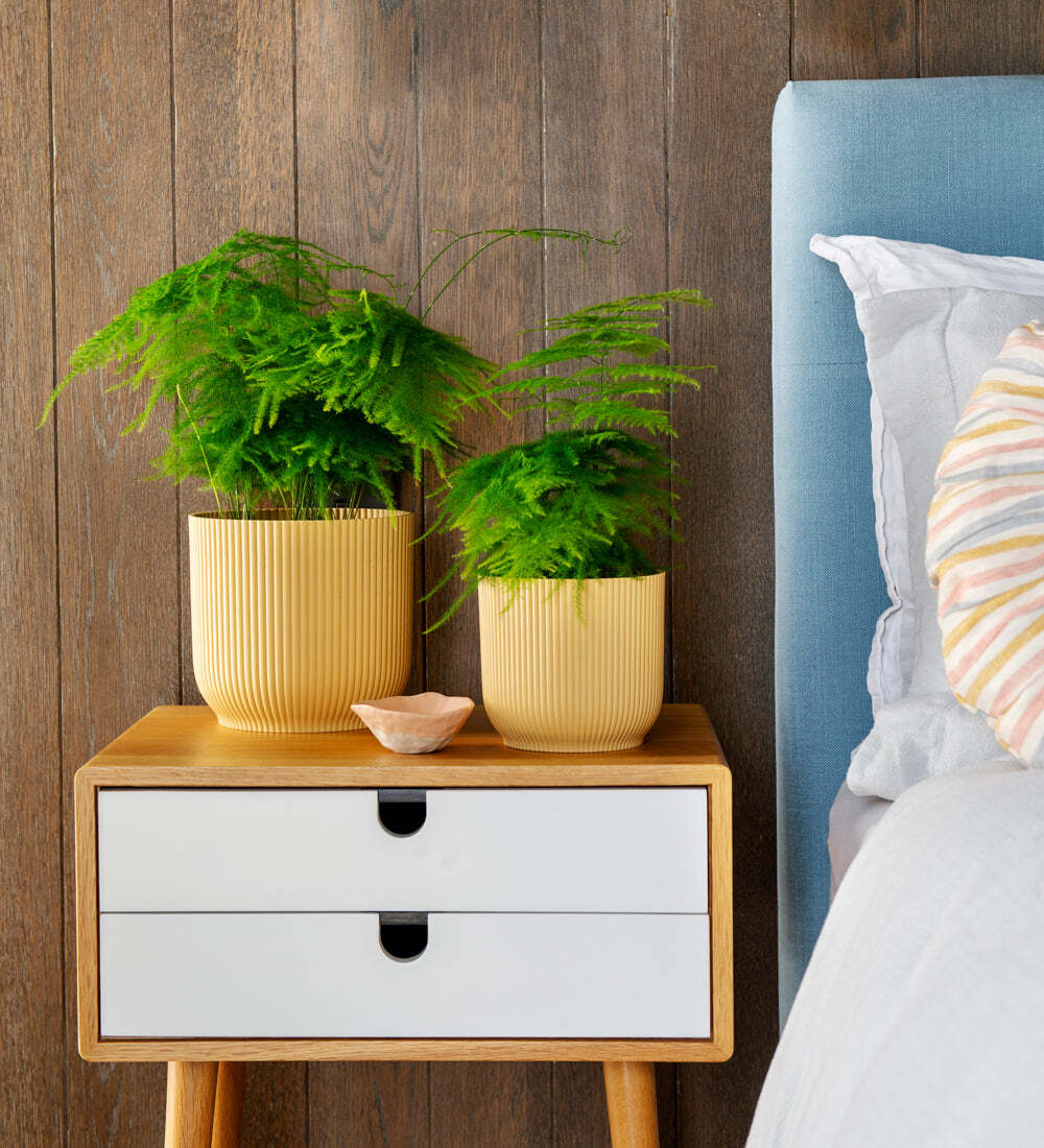 Asparagus Fern
