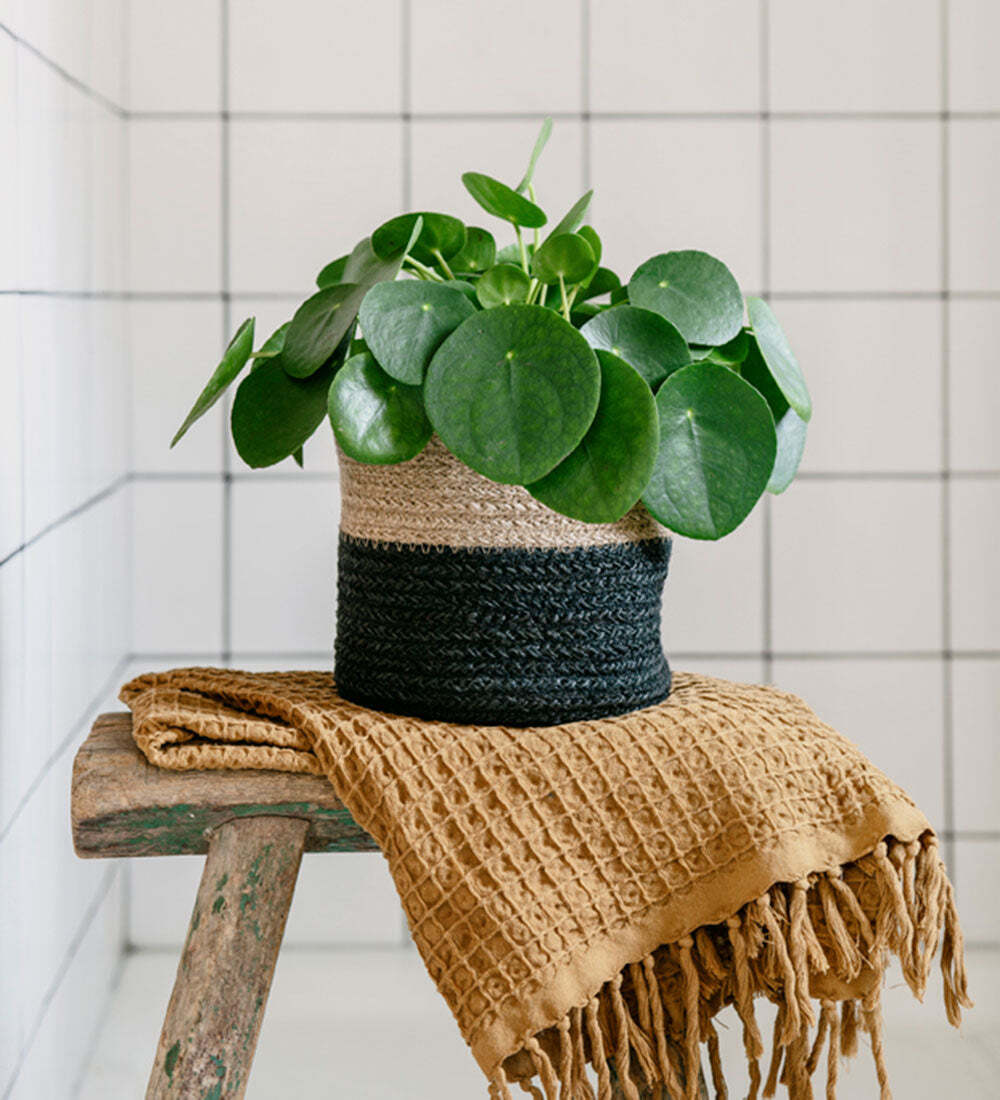 Chinese Money Plant