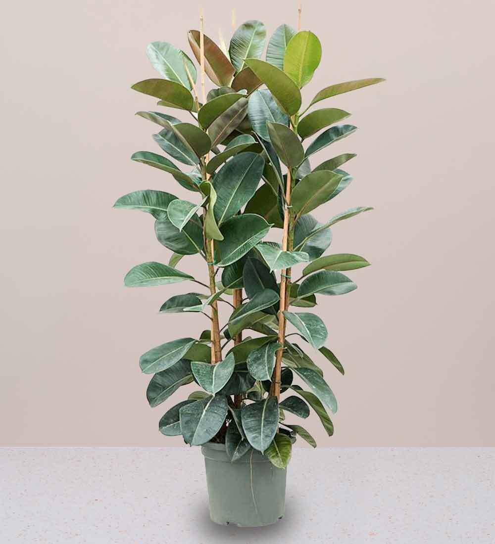 Rubber Plant