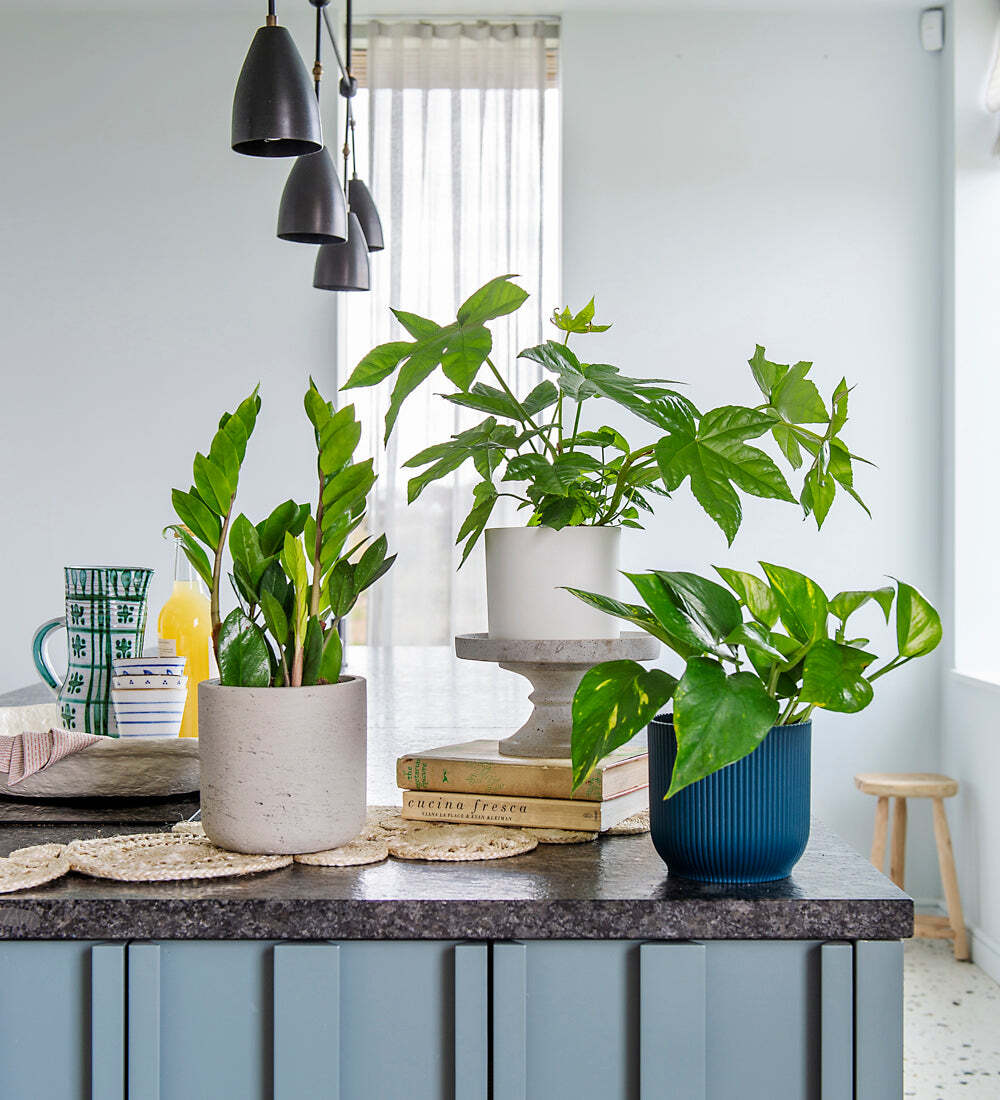 New Plant Parent Bundle