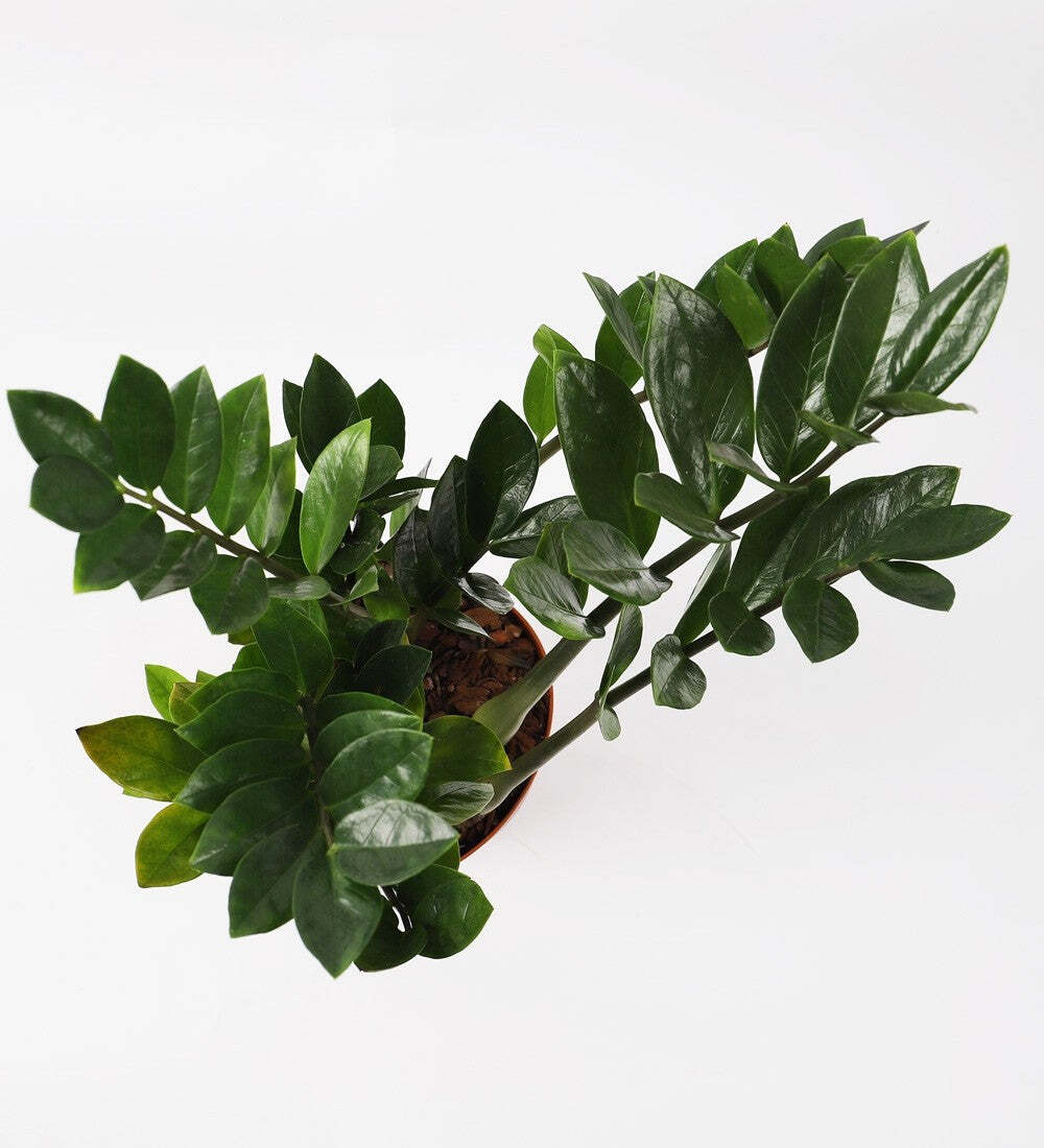Tall ZZ Plant