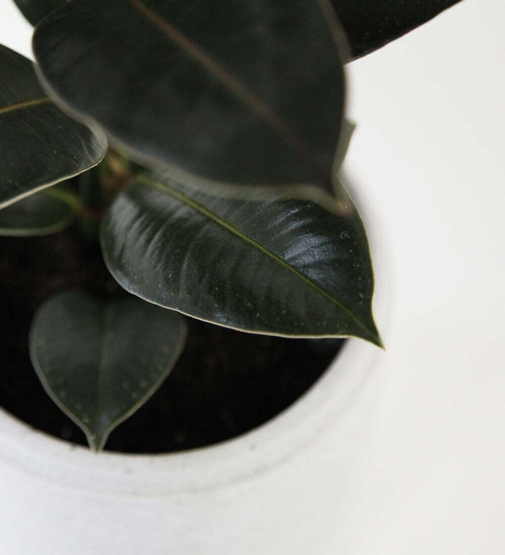 Rubber Plant