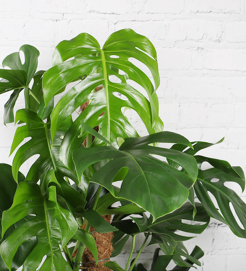 Swiss Cheese Plant & Pot