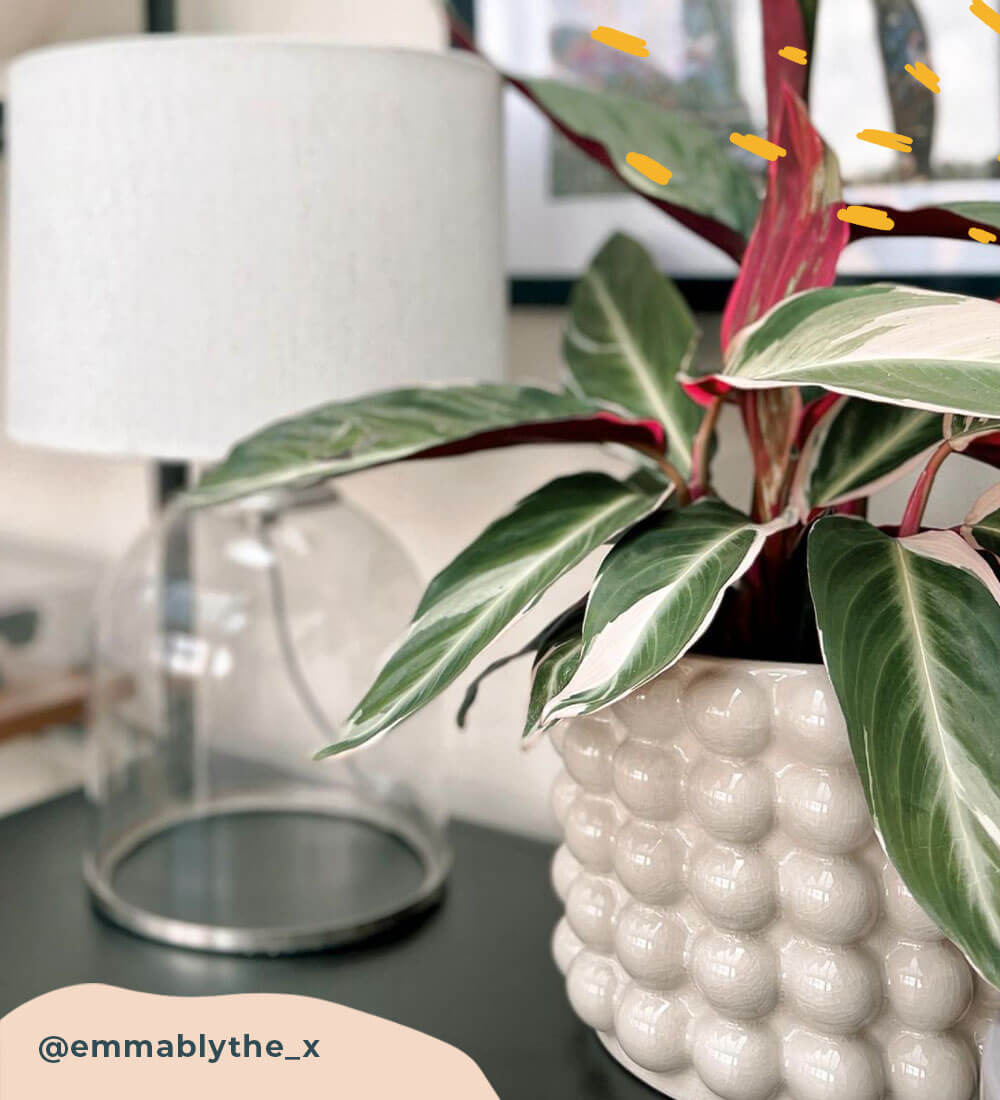 Calathea Stromanthe Triostar