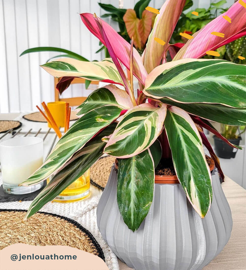 Calathea Stromanthe Triostar