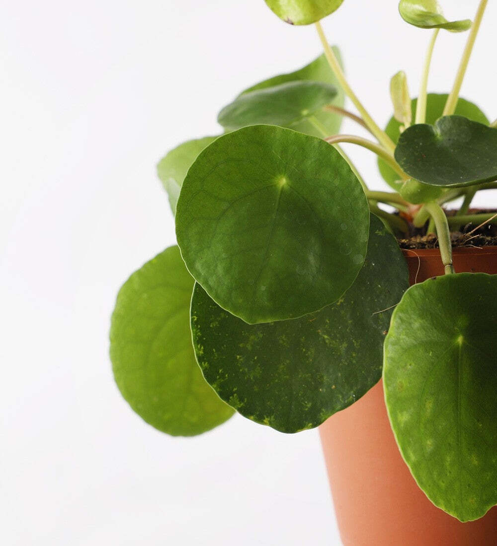 Chinese Money Plant