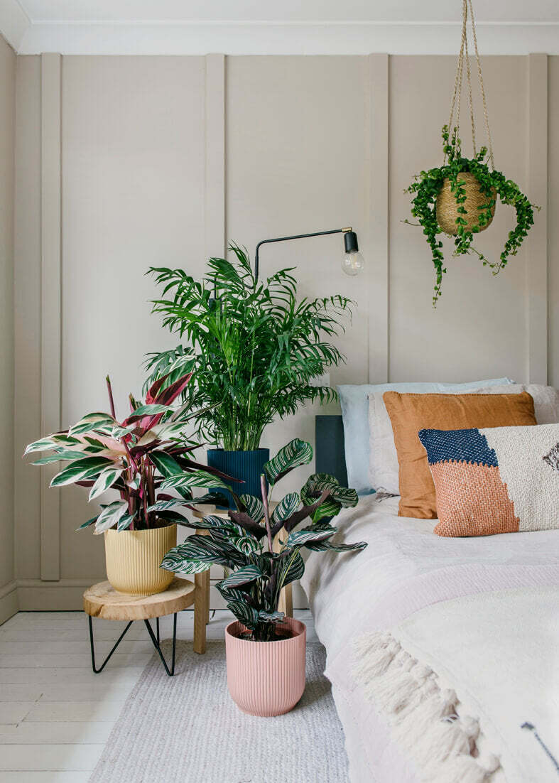 Calathea Stromanthe Triostar