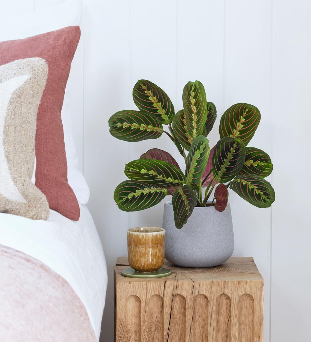 Prayer Plant & Pot