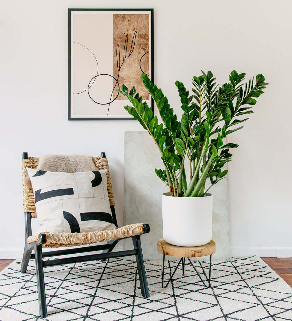 ZZ Plant