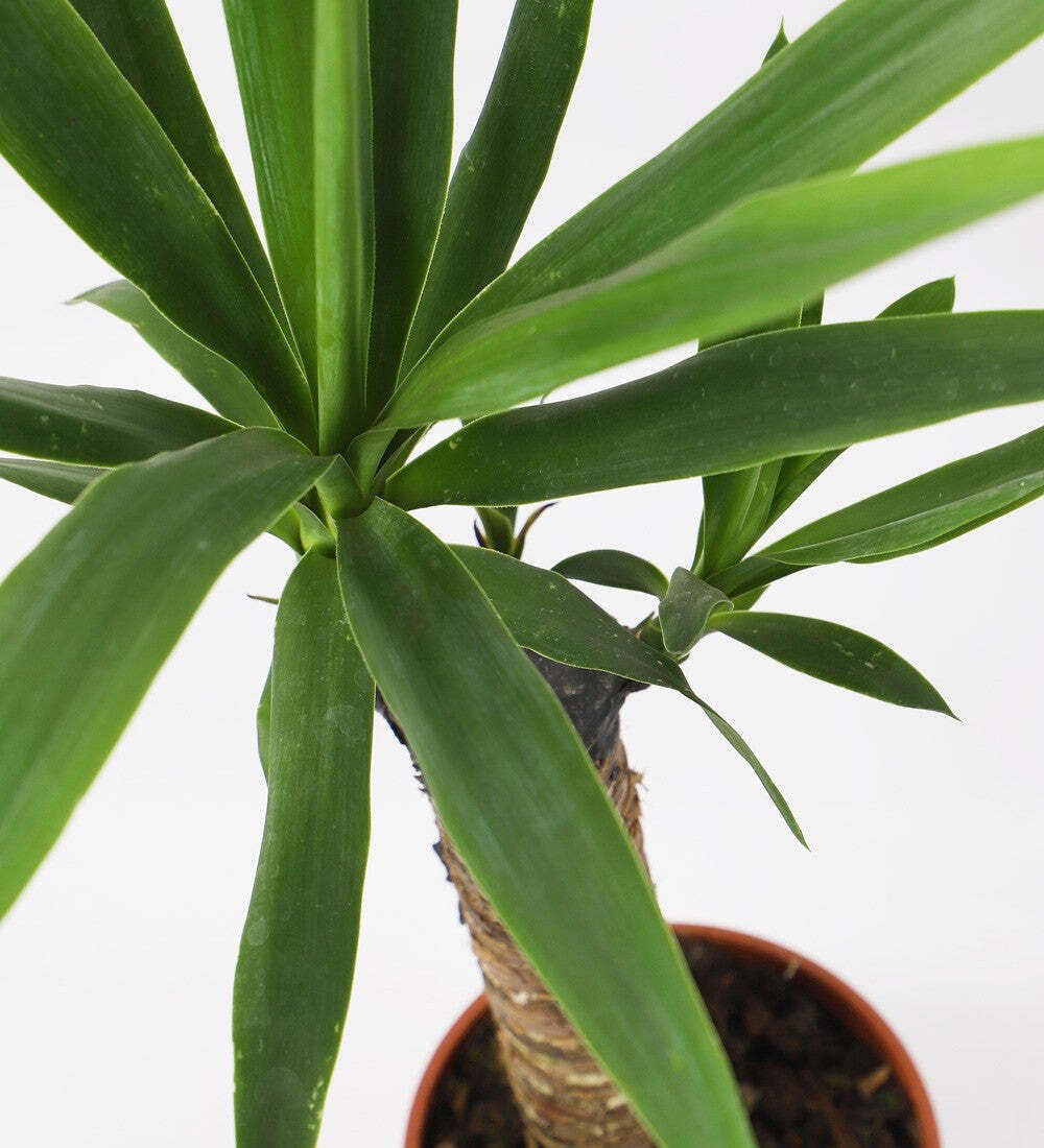 Yucca Plant