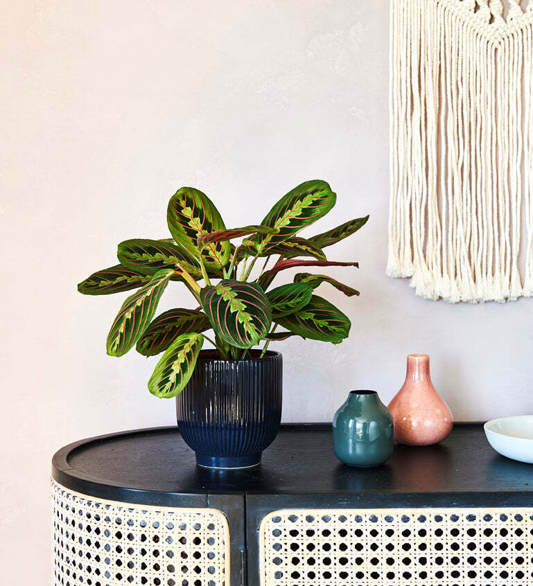 Prayer Plant & Pot