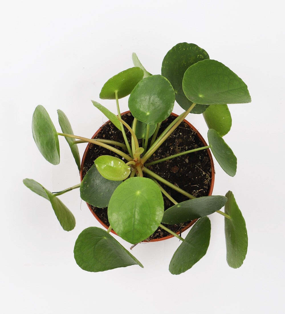 Chinese Money Plant