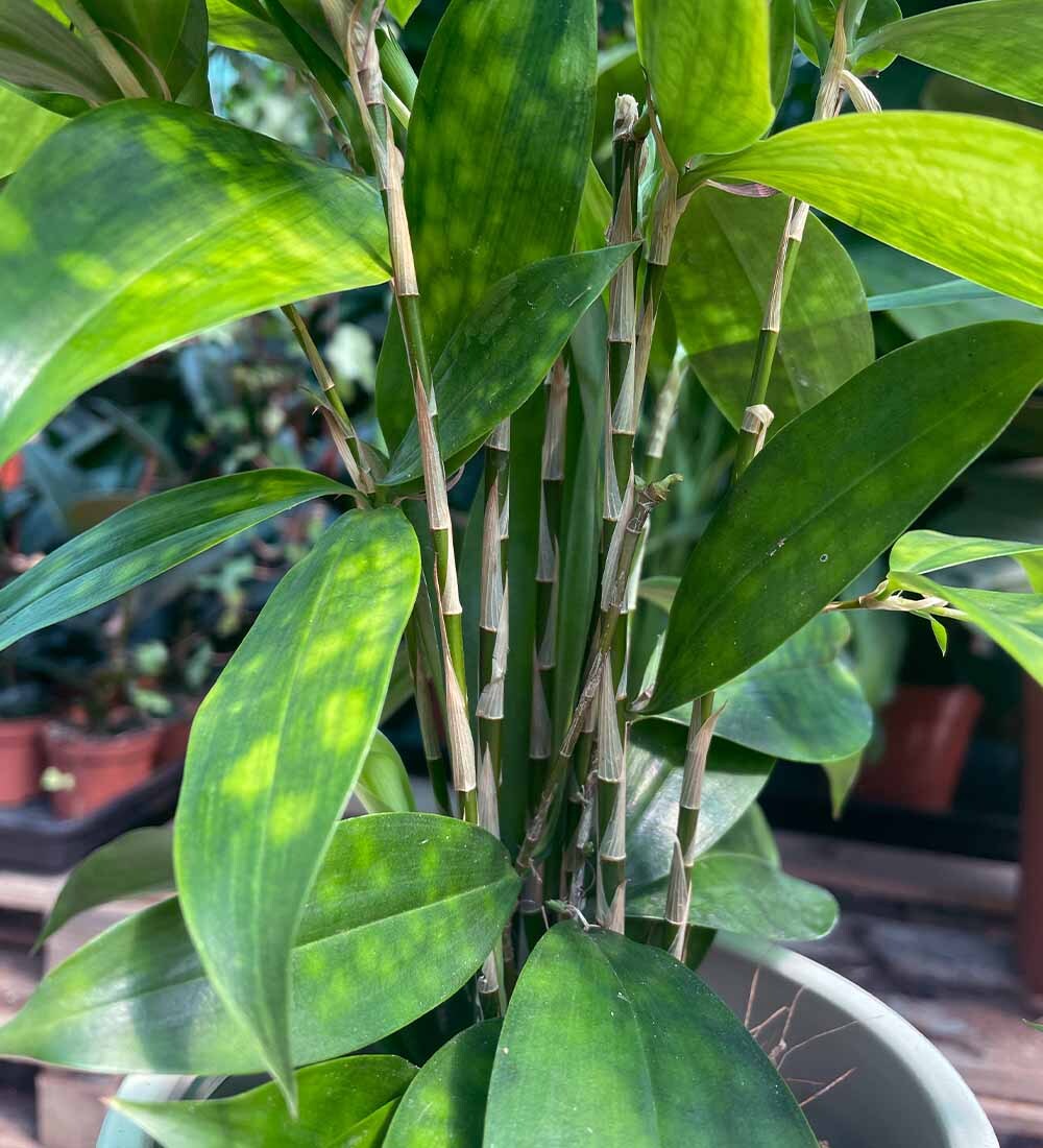 Dracaena Surculosa