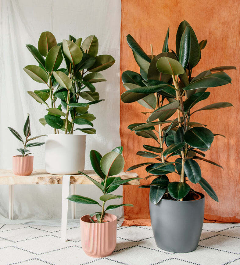 Rubber Plant