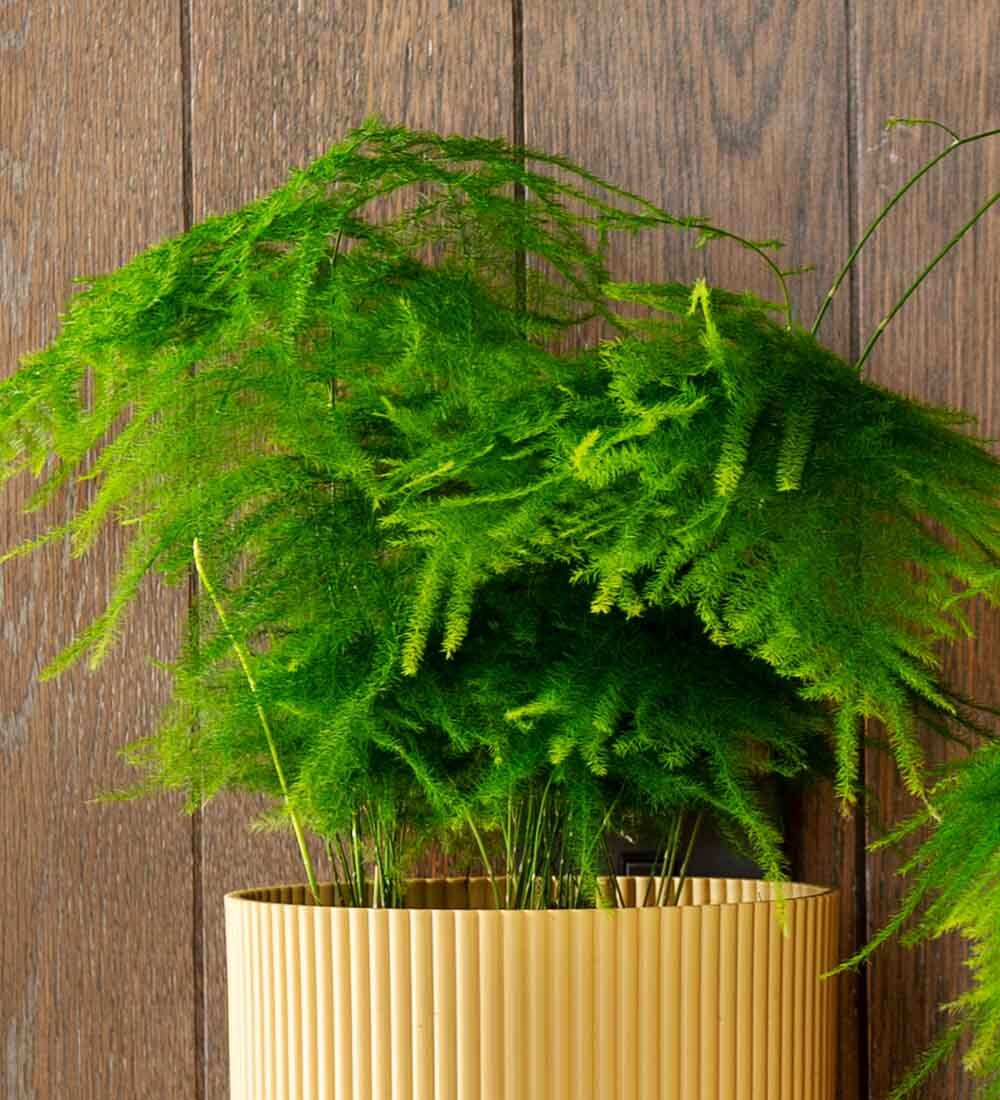 Asparagus Fern