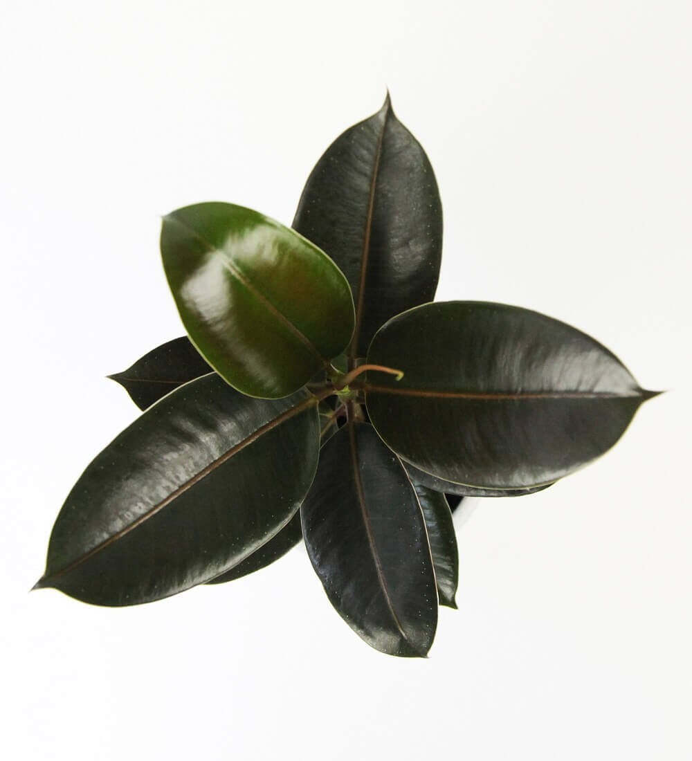 Rubber Plant